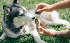The Advantages of Using CBD for Animals